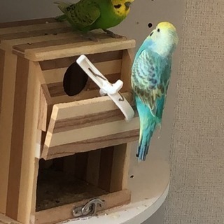セキセイインコ二羽います！