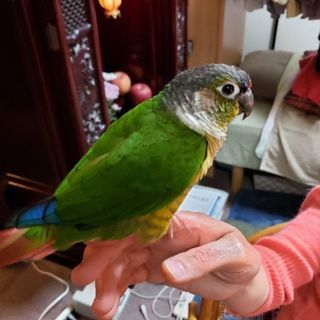 ワキコガネウロコインコ　迷子