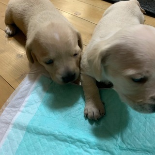 ダックス パグのミックス犬11月27日生まれメス2匹