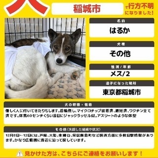 犬が脱走しました