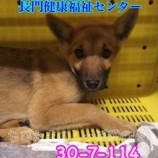 長門健康福祉センター 子犬5匹兄妹で収容 114の画像