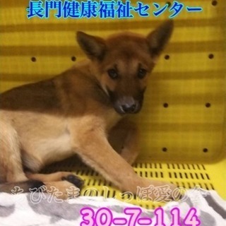 長門健康福祉センター 子犬5匹兄妹で収容 114 - 萩市