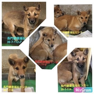 長門健康福祉センター 子犬5匹兄妹で収容 114 - 犬