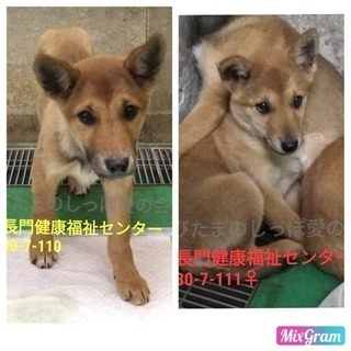 長門健康福祉センター 子犬5匹兄妹で収容 114 − 山口県