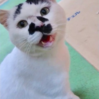 丸顔ぶちの男の子*ししゃも*