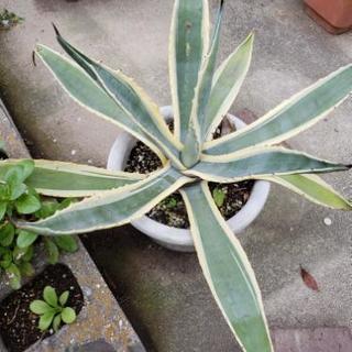 植木　多肉植物　イチゴ　びわ等