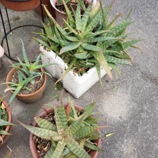 植木　多肉植物　イチゴ　びわ等の画像