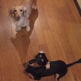 すぐにでも引き取ってくれる方募集です！ - 犬