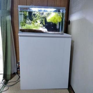 【値下げ】水槽セット(フィルター、水槽、水草、生体、その他)