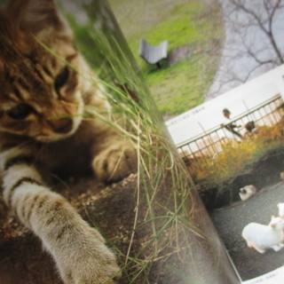 【最終処分】  岩合光昭さんセレクト　１４１ニャンコ　猫　こねこ　写真集　本　動物の画像