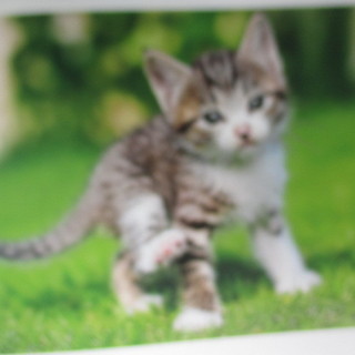 【最終処分】  岩合光昭さんセレクト　１４１ニャンコ　猫　こねこ　写真集　本　動物の画像