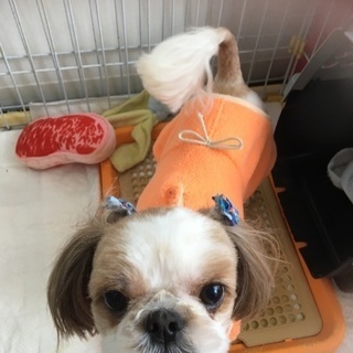 里親募集