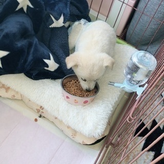 ミックス犬（一ヶ月）