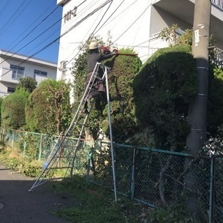 アパートマンションの木の剪定 除草など庭の手入れ致します【所沢市 狭山市志木市川越市入間市〜】 - 便利屋