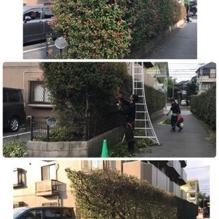 アパートマンションの木の剪定 除草など庭の手入れ致します【所沢市 狭山市志木市川越市入間市〜】 - 地元のお店