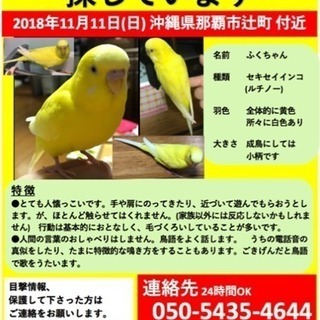 黄色のセキセイインコを探しています