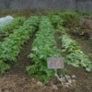坂東市で畑作を始めたい方、また現状より規模を拡大したい方農地（畑）売ります。 - 土地販売/土地売買