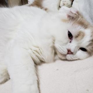 猫好きでグルメな友達(* ´ ▽ ` *)ﾉ