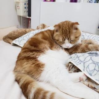猫好きでグルメな友達(* ´ ▽ ` *)ﾉ - 友達