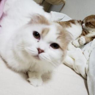 猫好きでグルメな友達(* ´ ▽ ` *)ﾉ - 豊島区