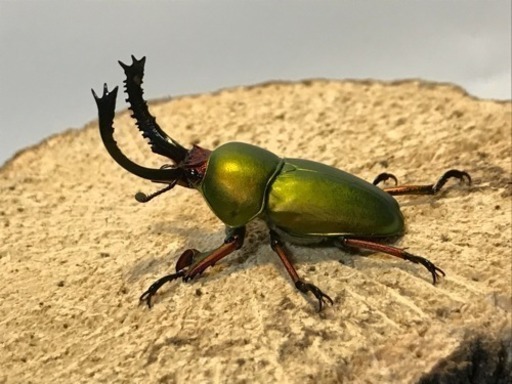 パプアキンイロクワガタ ペア④