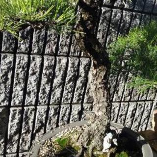 黒松　盆栽