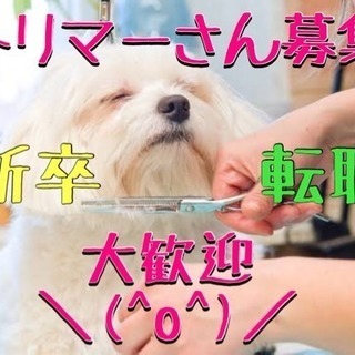 ★歩合給でアナタの能力を活かせるトリマー求人