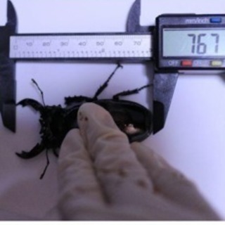 レギウスオオツヤクワガタ 本日のみ限定価格