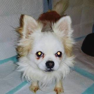 【飼い主様死亡】チワワ♡雄・雌