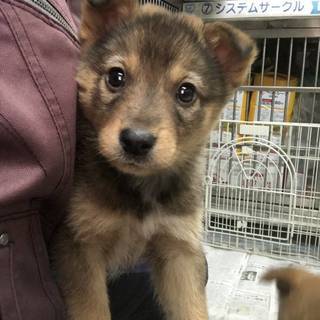 保健所引き出し】メス茶黒①・可愛い子犬です❣️
