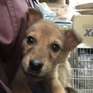 【保健所引き出し】メス茶②・可愛い子犬です❣️