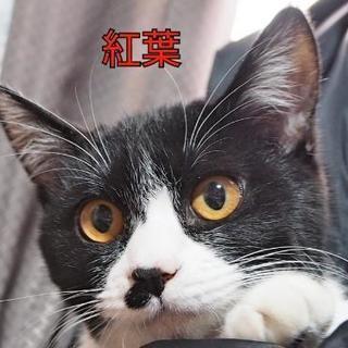 「落ち葉の秋に棄てられた楓と紅葉のハチワレ姉妹」