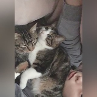 愛猫探してます。