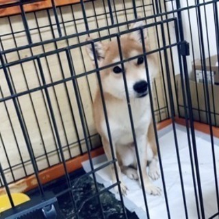 柴犬の新しい飼い主さんを探しています。