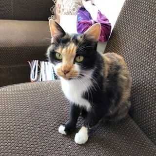 里親になって下さる方募集しています！メス猫です！