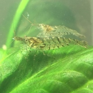 ミナミヌマエビ マツモ セット