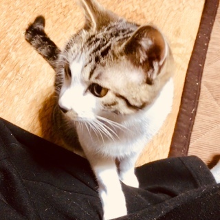 子猫の里親さん募集中！