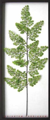 JIG リーフアート F-style Frame Adiantum raddianun IFF-10017
