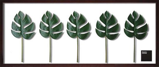 JIG リーフアート F-style フレーム Monstera deliciosa IFF-11668