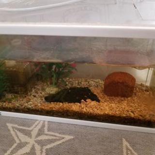水槽セット