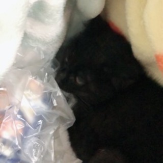 飼い主募集中