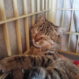 生後６ヶ月くらいのキジちゃん
