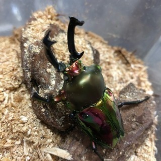 お年玉セール ニジイロクワガタ♂（白目）