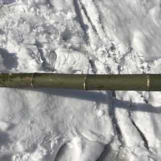 門松用青竹