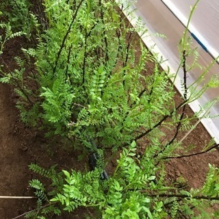 山椒の苗木を植える作業その他