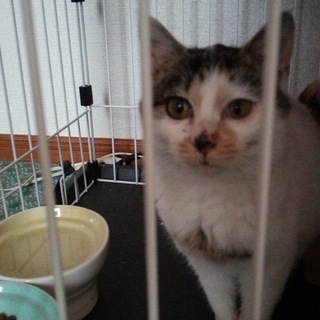 三毛猫5ヶ月美人さん