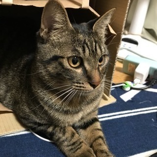 キジトラ♂猫を探しています！