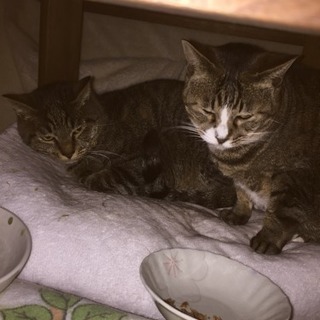 猫友募集！ベテラン様よろしくお願いします♡ - 友達