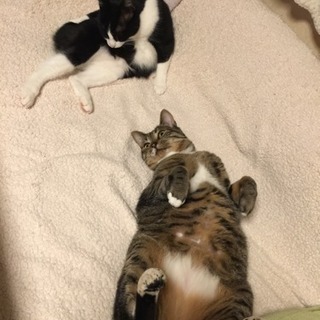 猫友募集！ベテラン様よろしくお願いします♡ - 印西市