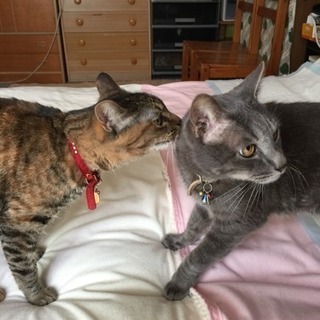 猫友募集！ベテラン様よろしくお願いします♡ − 千葉県